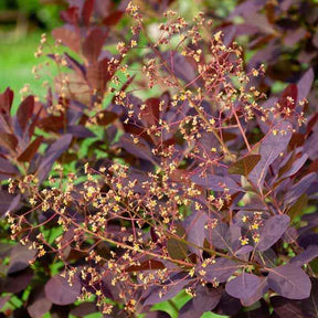 Arbre à perruque - Cotinus coggygria - Arbustes