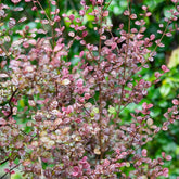 Lophomyrtus ralphii Purpurea Nana - Lophomyrtus ralphii 'purpurea nana' - Plantes