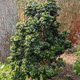 Troène du Japon Rotundifolium - Willemse