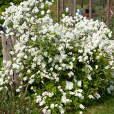 Exochorda macrantha The Bride - Exochorda macrantha 'the bride' - Plantes