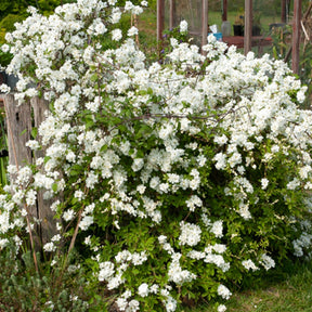 Exochorda macrantha The Bride - Willemse