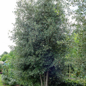 Chêne vert - Quercus ilex - Willemse