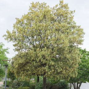 Quercus ilex - Chêne vert - Arbres persistants