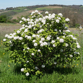 Viorne de Carle - Viburnum carlesii - Plantes