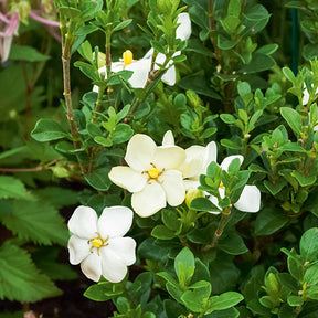 Gardénia rustique Kleims Hardy - Gardenia jasminoides 'kleim's hardy' - Plantes