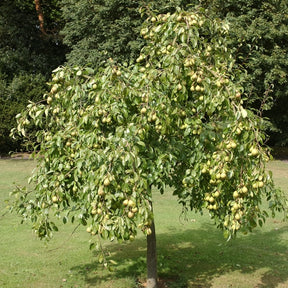 Poirier Dr. Jules Guyot - Pyrus communis dr. jules guyot - Fruitiers Arbres et arbustes