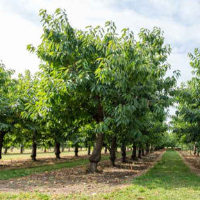 Cerisier Bigareau Van - Prunus avium bigareau van - Willemse