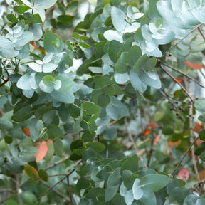 Eucalyptus cendré Silver Dollar - Willemse