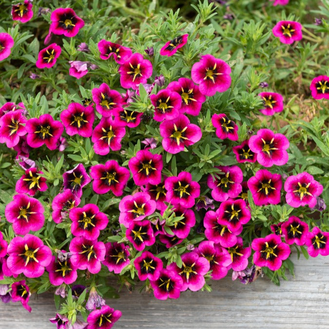 Pétunias - 3 Mini-pétunias good night kiss - Calibrachoa cabaret® 'good night kiss'