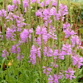 Cataleptique Bouquet Rose - Physostegia virginiana 'bouquet rose' - Plantes vivaces