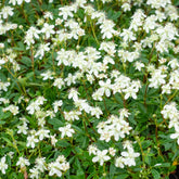 Potentilla tridentata Nuuk - Potentilla tridentata 'nuuk' - Plantes