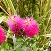 Callistemon Hot Pink - Rince-bouteille rose - Willemse