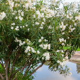 Laurier-rose  à fleurs blanches - Willemse