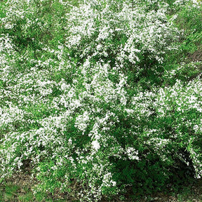 Spirée de Thunberg - Spiraea thunbergii - Spirées