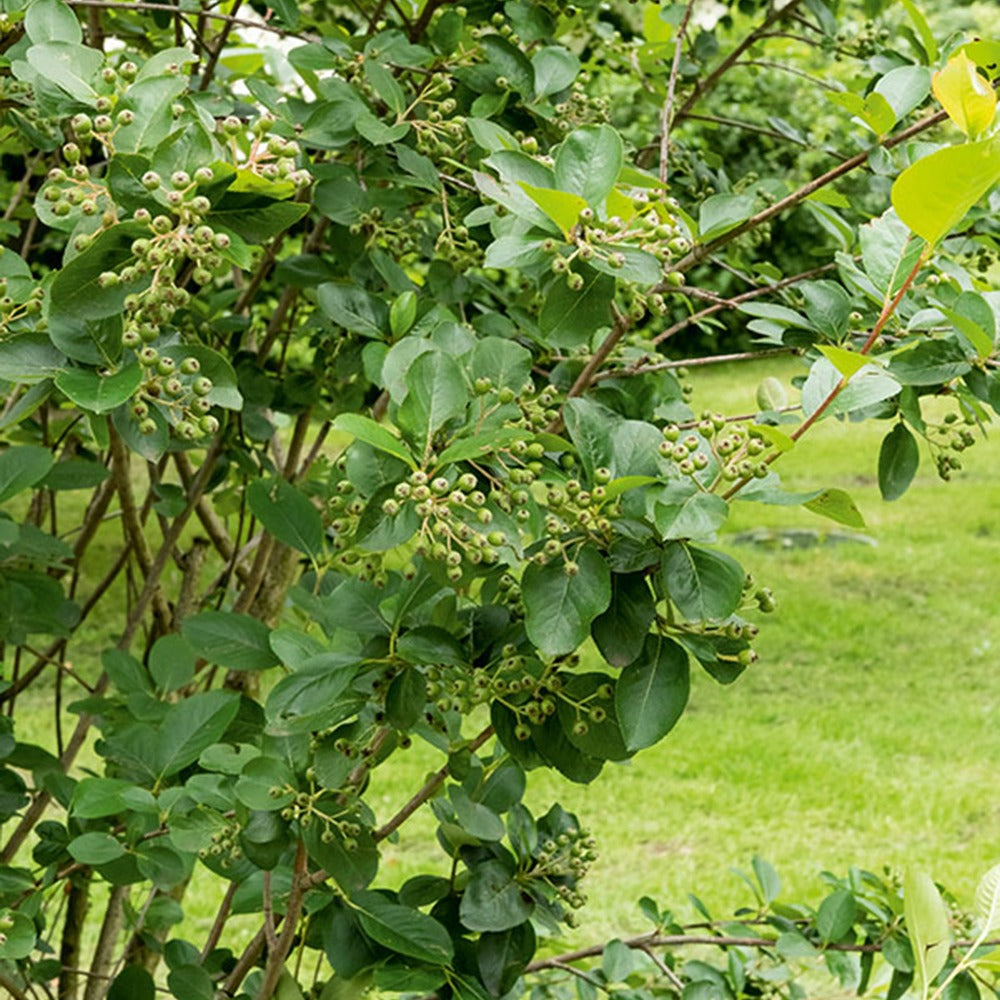 Aronia à fruits noirs - Aronia melanocarpa - Arbustes