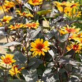 Héliopsis faux hélianthe - Heliopsis helianthoides burning hearts - Plantes