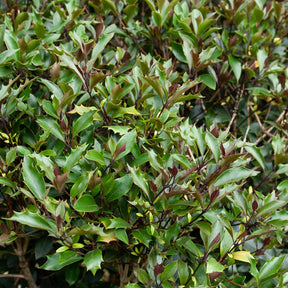 Osmanthe à feuilles de houx Purpureus - Osmanthus heterophyllus Purpureus - Willemse