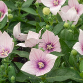 Platycodon à grandes fleurs 'Pink' - Platycodon grandiflorus pink - Plantes