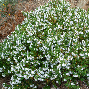 Menthe australienne - Prostanthera cuneata - Willemse