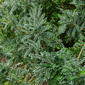 Sophora à petites feuilles 'Sun King' - Sophora microphylla 'sun king' - Willemse