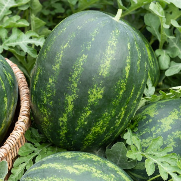 3 Plants de Pastèque mini-love - Potager