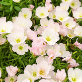 2 Œnothères Siskiyou Pink - Onagres - Oenothera siskiyou pink - Plantes vivaces