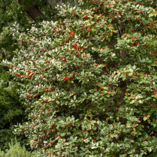 Houx commun - Ilex aquifolium - Willemse