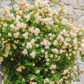 Rosier Ghislaine de Féligonde - Rosa 'Ghislaine de Féligonde' - Willemse