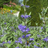 Caryopteris Heavenly Blue - Caryopteris clandonensis heavenly blue