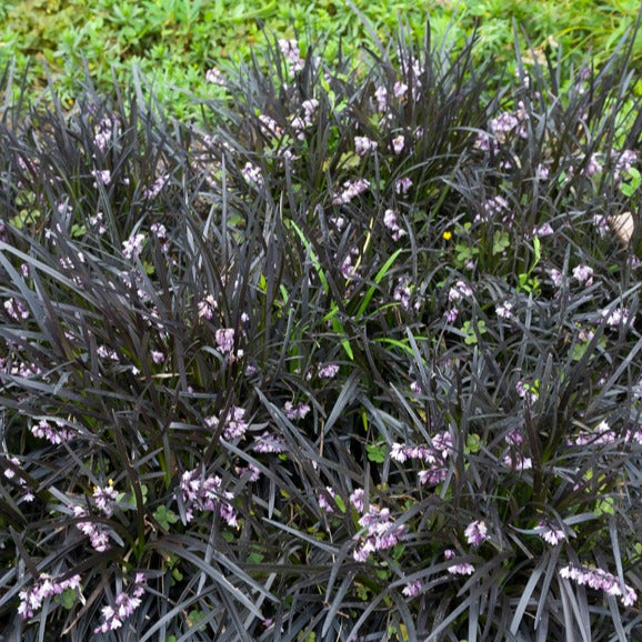 Ophiopogon noir Niger - Ophiopogon planiscapus Niger