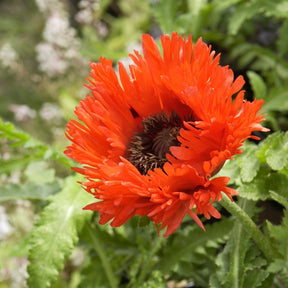 Pavot d'Orient Turkenlouis - Papaver orientale türkenlouis - Plantes vivaces