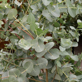 Eucalyptus gunnii - Willemse