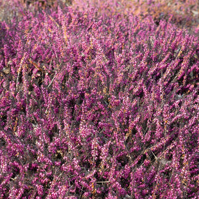 Bruyère d'hiver Kramer's Rote - Erica darleyensis kramer's rote - Bruyères