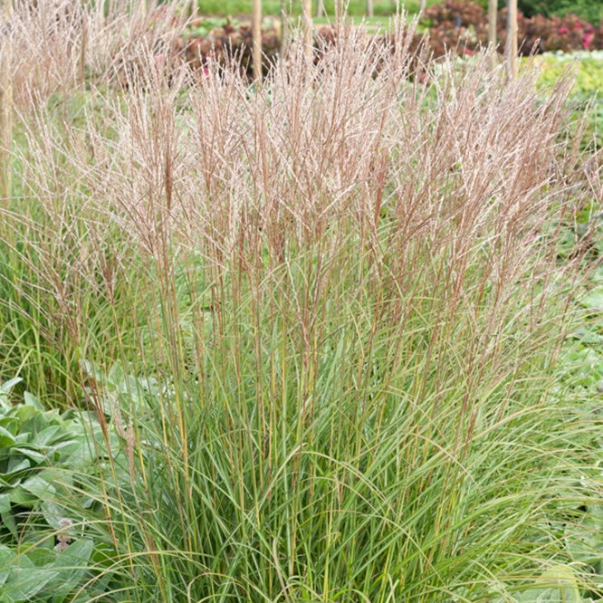 Eulalie Yaku Jima - Miscanthus sinensis yaku jima  (yaku dwarf