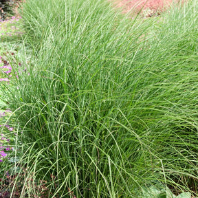 Eulalie Yaku Jima - Miscanthus sinensis yaku jima  (yaku dwarf