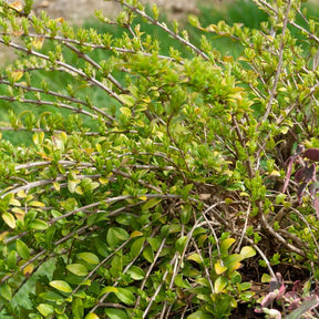 Lonicera nitida Maigruen - Chèvrefeuille à feuilles de buis Maigruen - Arbustes de haie