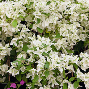 Bougainvillier Blanc - Bougainvillea white - Bougainvilliers