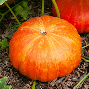 Potiron Rouge vif d'Etampes - Cucurbita maxima rouge vif d'etampes