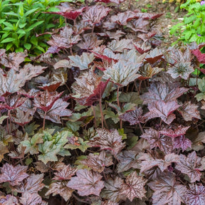 Heuchère Palace Purple - Heuchera micrantha 'palace purple'