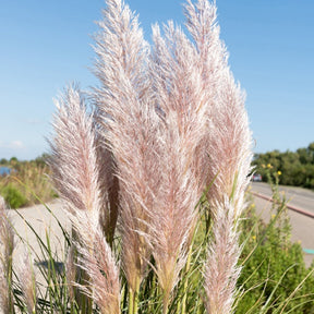 Herbe de la pampa rose - Cortaderia selloana rendatleri - Willemse