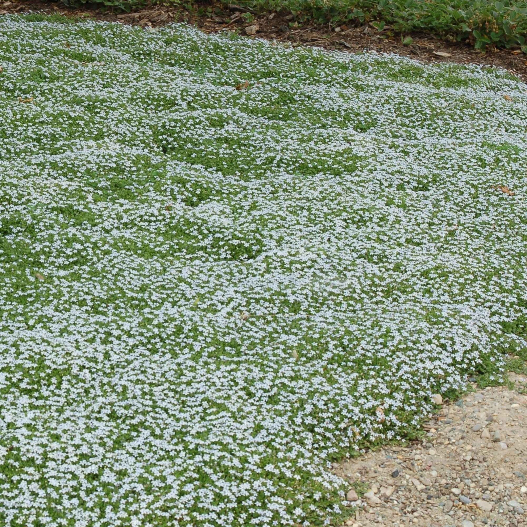 3 Étoiles bleues tapissantes - Isotoma fluviatilis - Plantes