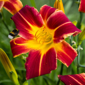 3 Hémérocalles Everydaylily Red Ribs - Hemerocallis 'everydaylily red ribs' - Plantes