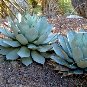 Agave de Parry - Agave 'parryi' - Plantes