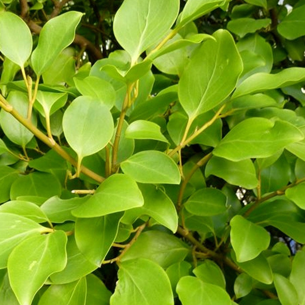 3 Grisélines lucida - Griselinia littoralis 'redge' - Willemse