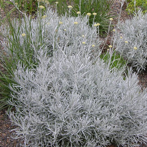 Herbe à curry  - Helichrysum italicum subsp. serotinum - Plantes