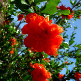 Grenadier à fleurs - Willemse