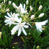 Agapanthe Petit Eskimo  - Agapanthus x petit eskimo - Plantes