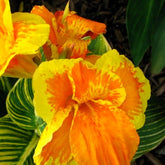 Canna Tropicanna Gold - Canna tropicanna ® gold - Plantes