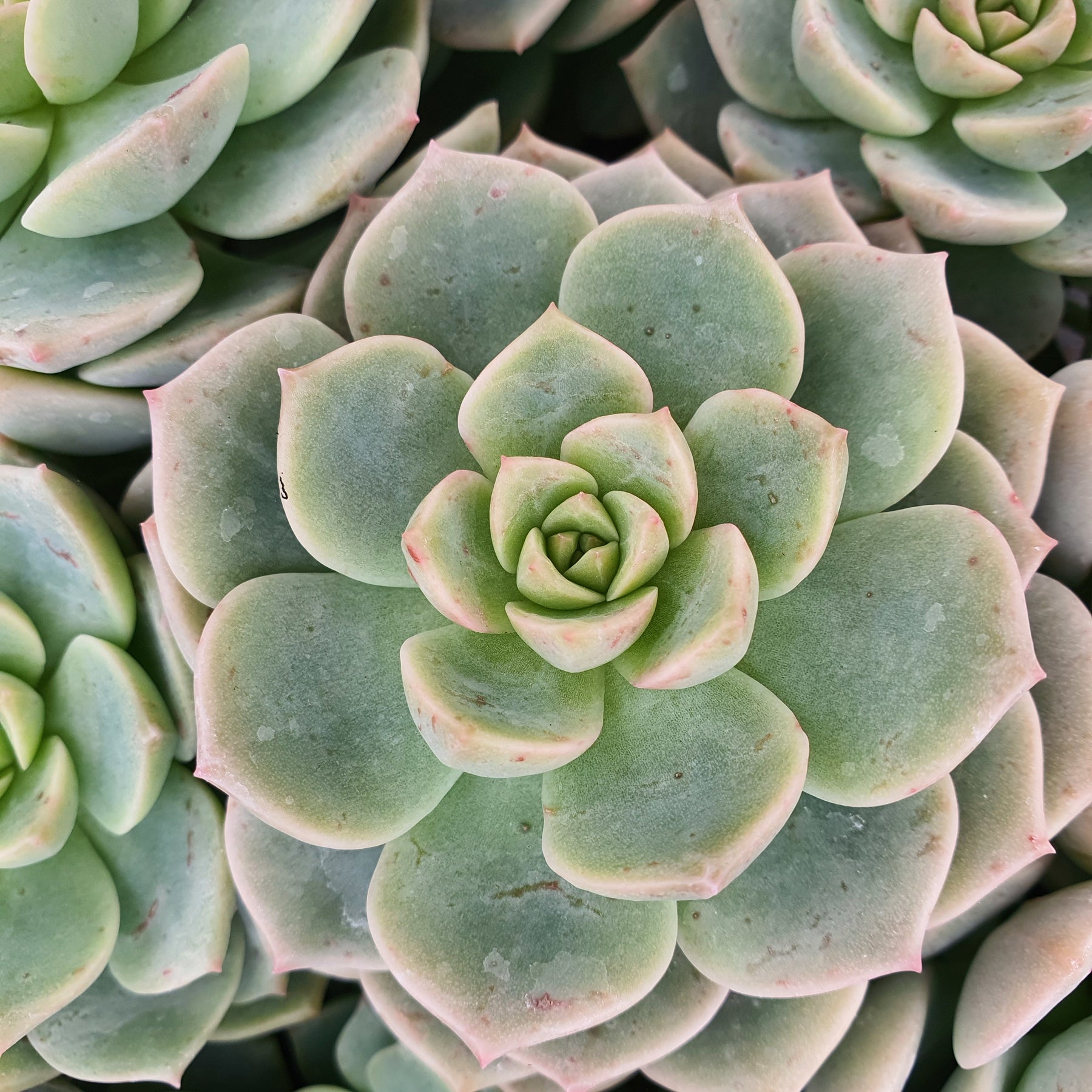 Echeveria rose - Willemse