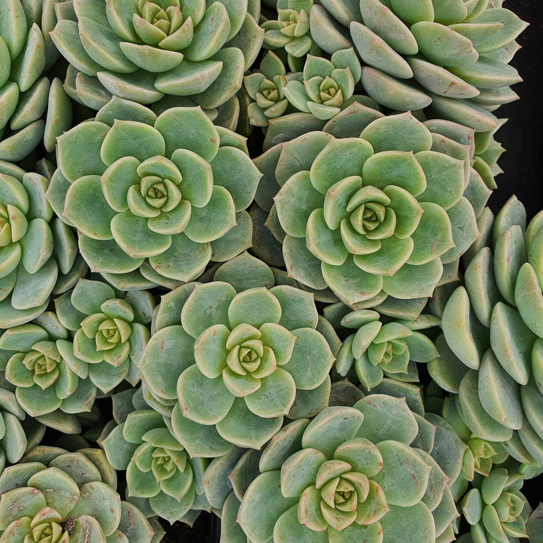 Echeveria rose - Echeveria elegans rose - Willemse